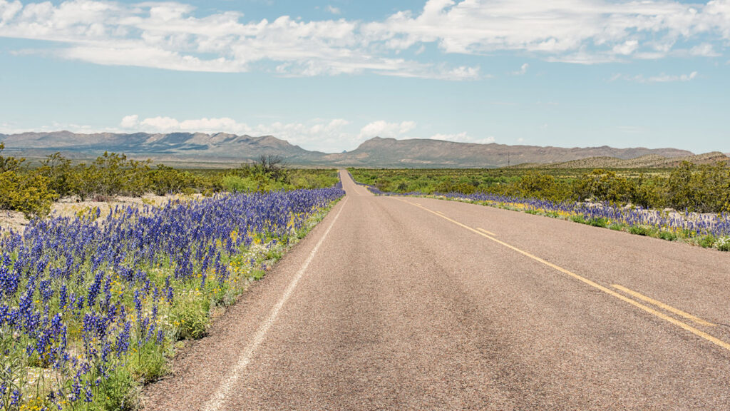 Road lined with wildflowers in West Texas.